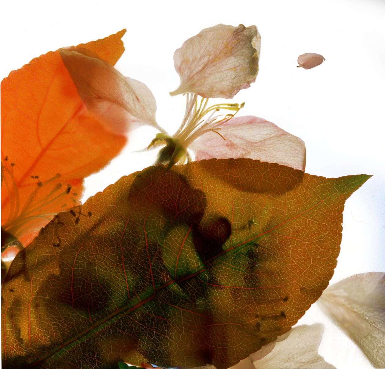 Crabapple Rose I, 2014, (dijital fotogram, dijital orijinal baskı) by Julia McLemore