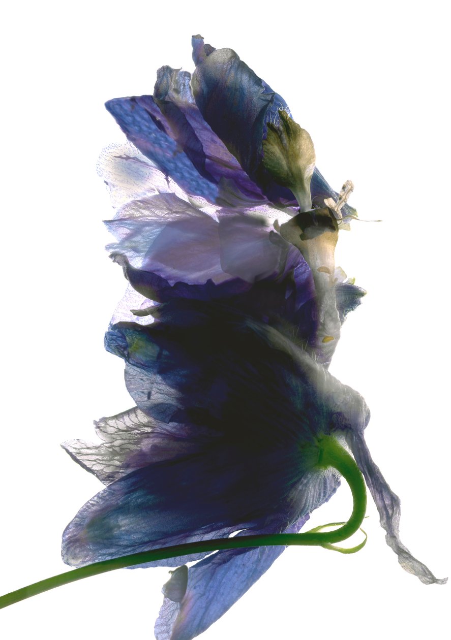 Delphinium Dance, 2009, (dijital fotogram, dijital orijinal baskı) by Julia McLemore