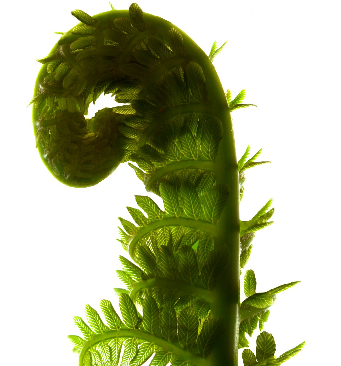 Fern Curve, 2009, (dijital fotogram, dijital orijinal baskı) by Julia McLemore