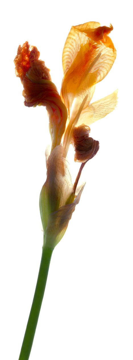 Iris Yellow, 2011, (dijital fotogram, dijital orijinal baskı) by Julia McLemore