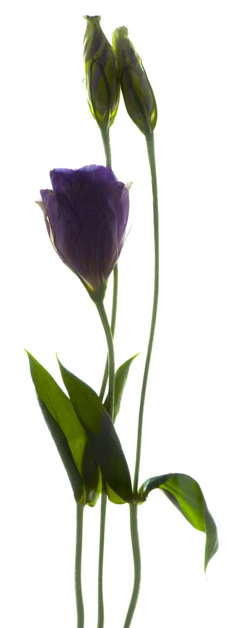 Lisianthus Duo (dijital fotogram, dijital orijinal baskı) by Julia McLemore