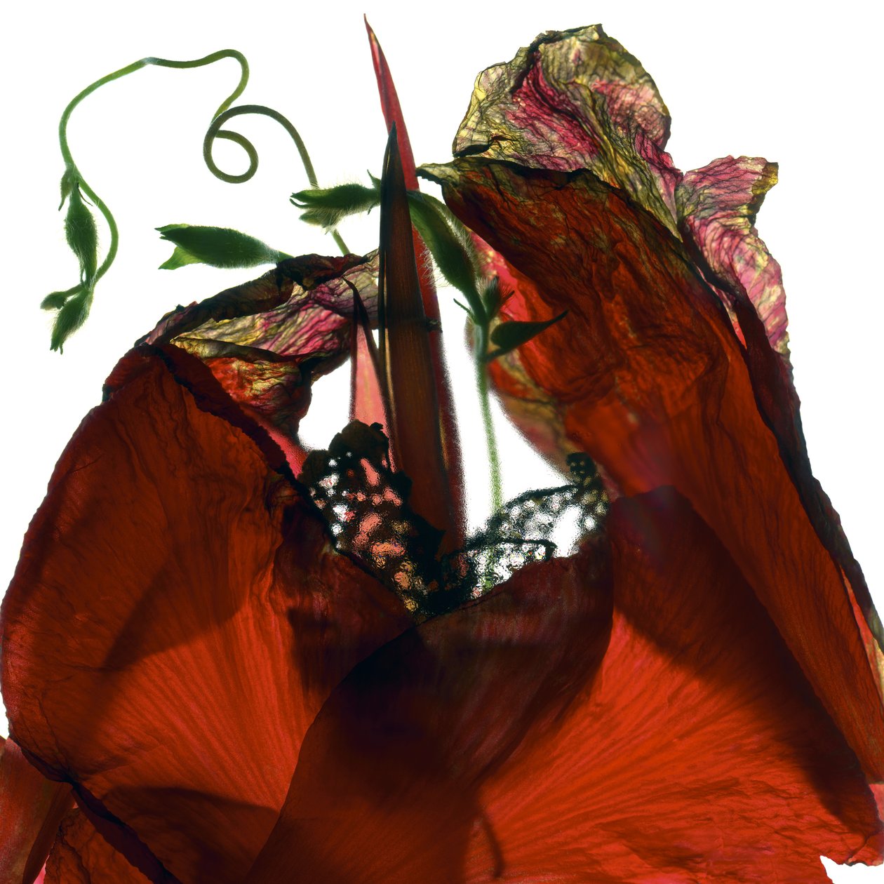 Morning Glory Canna Red (dijital fotogram, Dijital orijinal baskı) by Julia McLemore