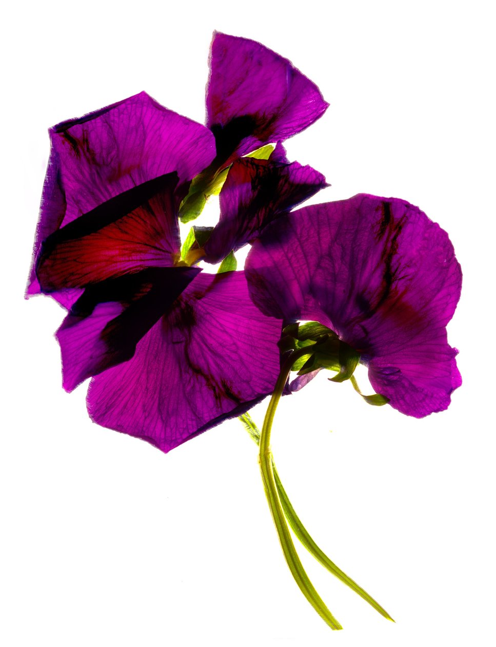 Hercai Menekşe III (dijital fotogram, dijital orijinal baskı) by Julia McLemore