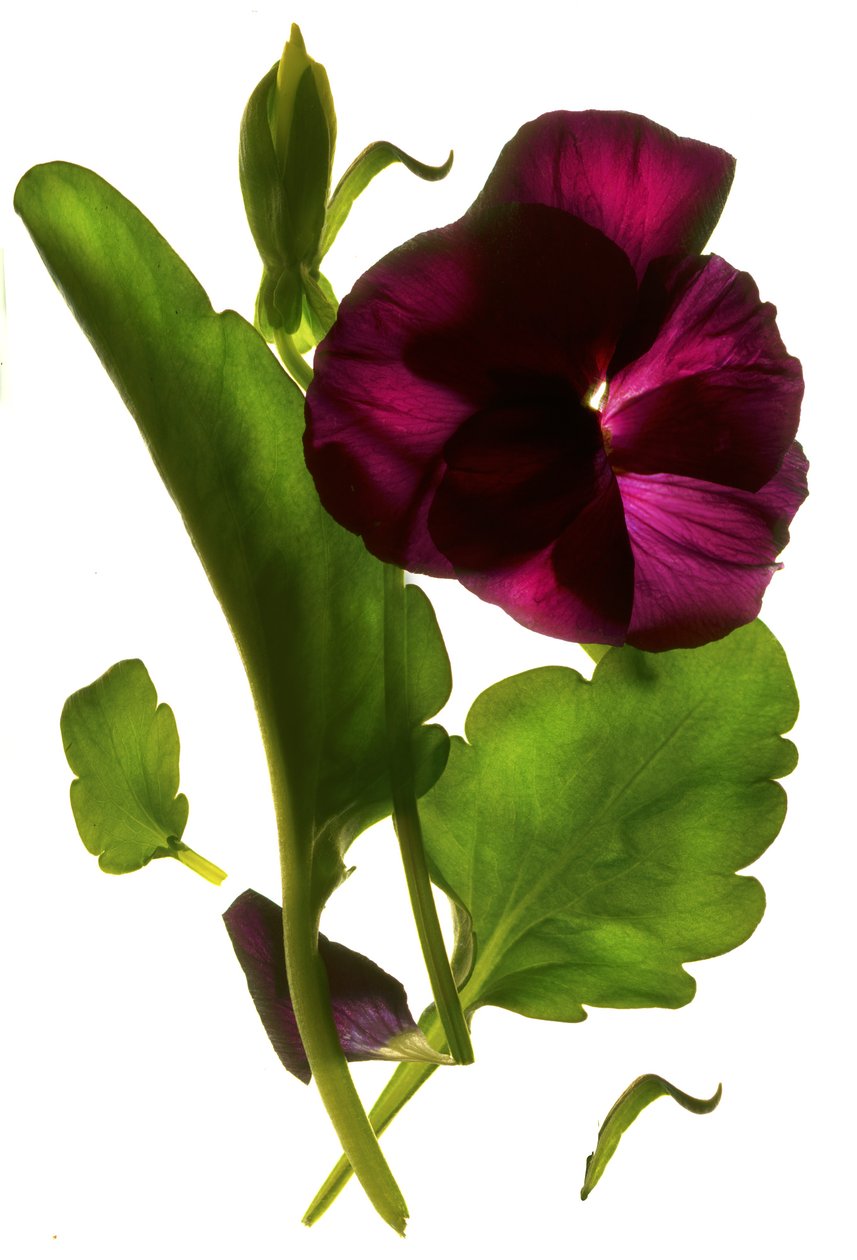 Pansy Purple, 2014, (dijital fotogram, dijital orijinal baskı) by Julia McLemore