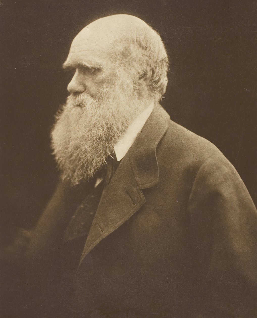 Charles Darwin, c. 1868, 1875 basılmıştır. by Julia Margaret Cameron
