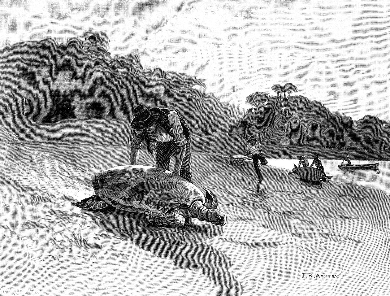 Kaplumbağa Yakalama, 1886. by Julian Ashton