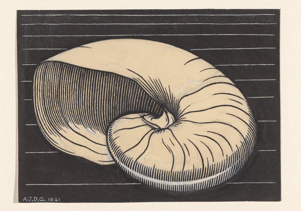 Nautilus kabuğu by Julie de Graag (signed by artist)