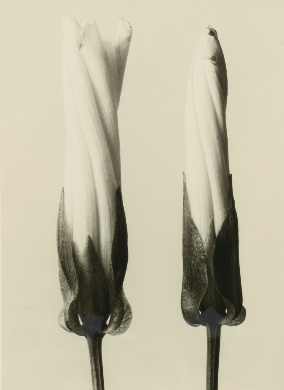 Calystegia sepium,1929 (fotogravür) by Karl Blossfeldt