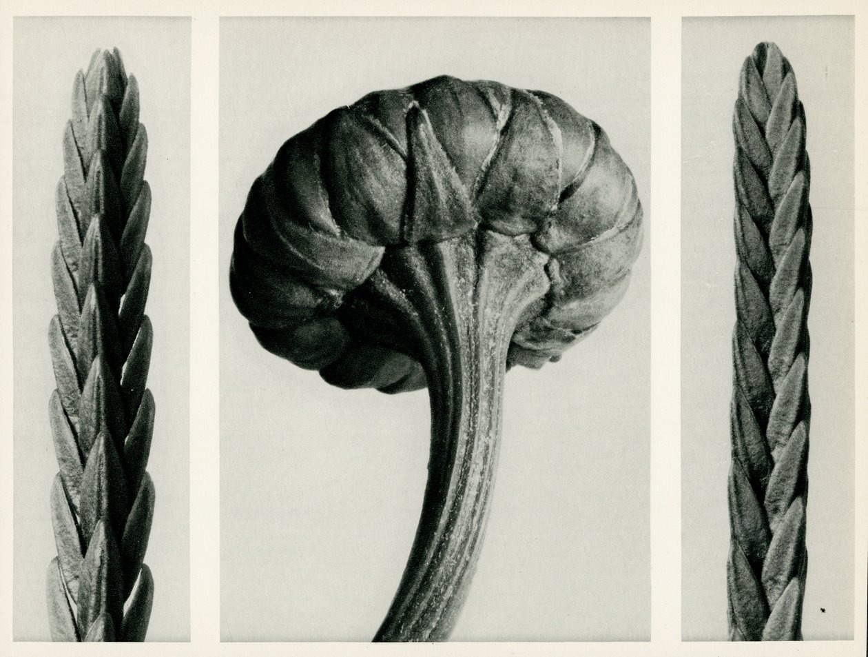 Cassiope Tetragona. 1929 (fotogravür) by Karl Blossfeldt