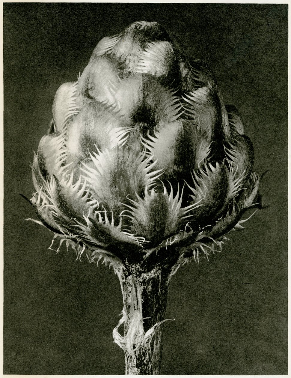 Centaurea Grecesina. 1929 (fotogravür) by Karl Blossfeldt