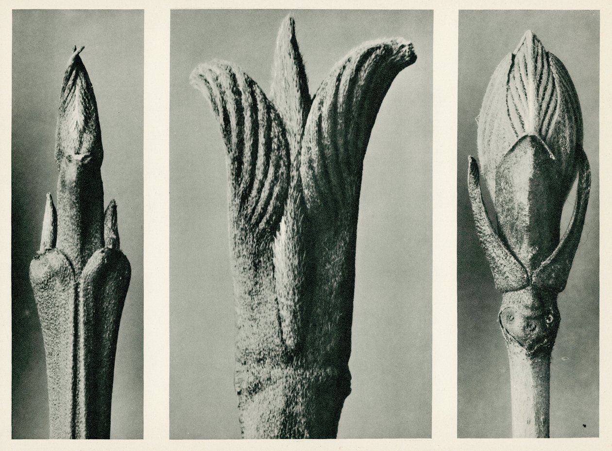 ಕಾರ್ನಸ್ ಬ್ರಾಚಿಪೋಡಾ. 1929 (ಫೋಟೋಗ್ರಾವರ್) ಟರ್ಕಿ by Karl Blossfeldt