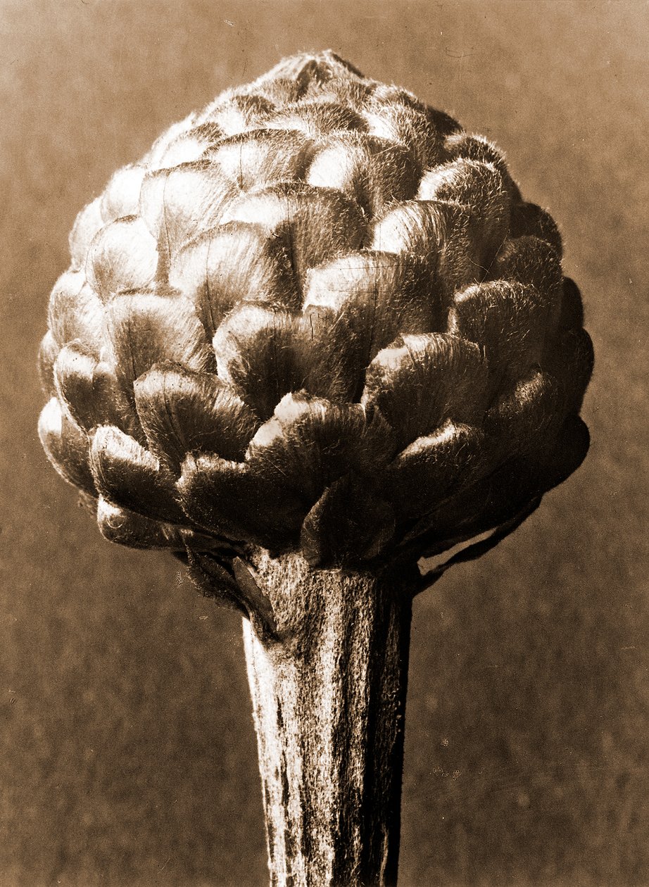 Cynara cardunculus 1929 (fotogravür) by Karl Blossfeldt
