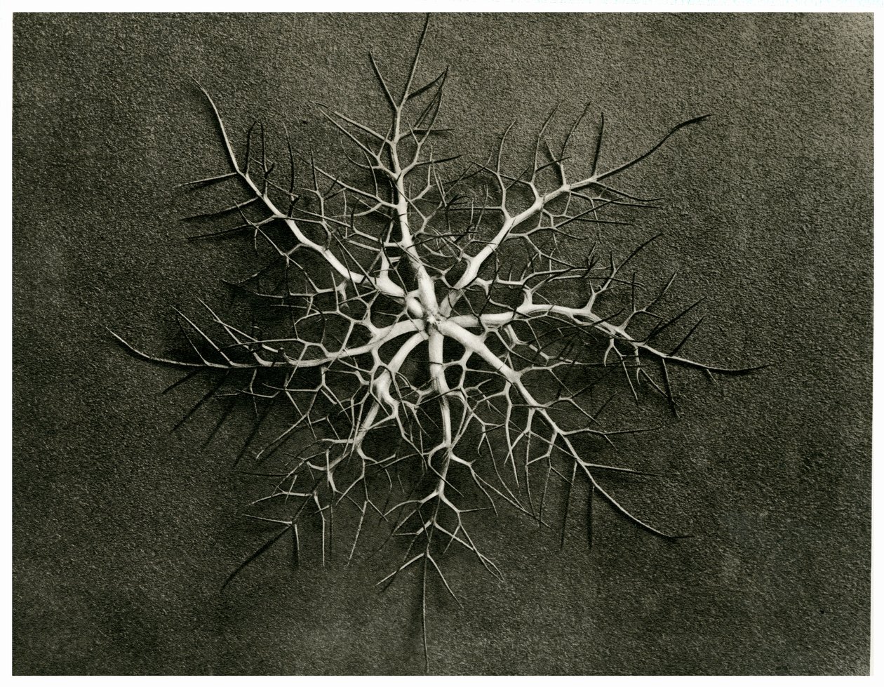 ನಿಗೆಲ್ಲ ಡಮಾಸ್ಸೆನಾ. 1929 (ಫೋಟೋಗ್ರಾವರ್) ಟರ್ಕಿ by Karl Blossfeldt