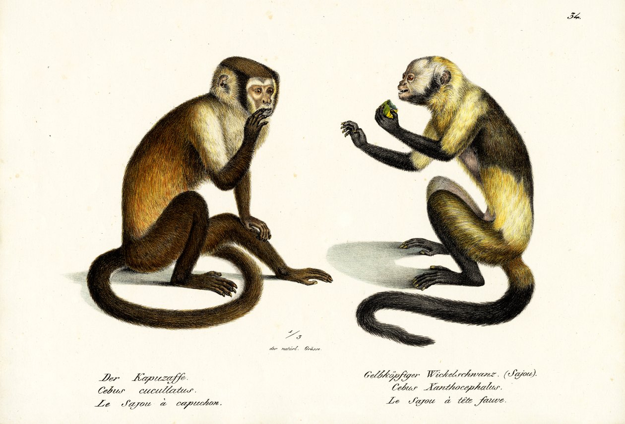Kapuçin Maymunu, 1824 by Karl Joseph Brodtmann