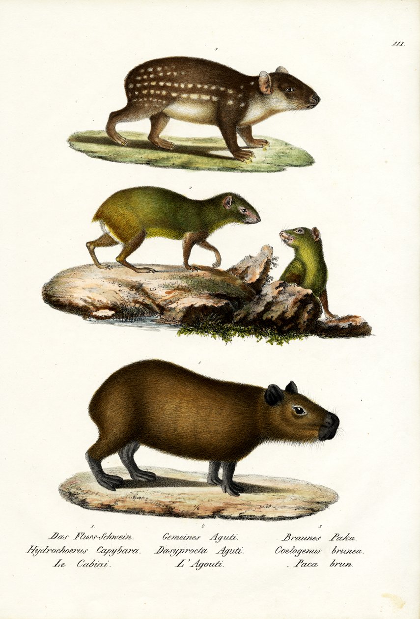 ಕ್ಯಾಪಿಬರಾ, 1824 ಟರ್ಕ್ by Karl Joseph Brodtmann