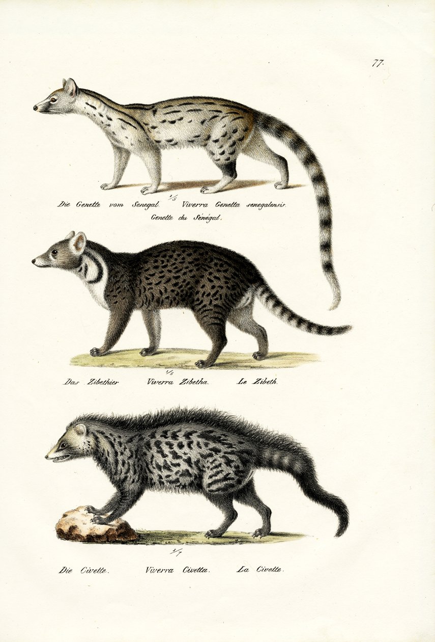ಸಿವೆಟ್, 1824 ಟರ್ಕ್ by Karl Joseph Brodtmann
