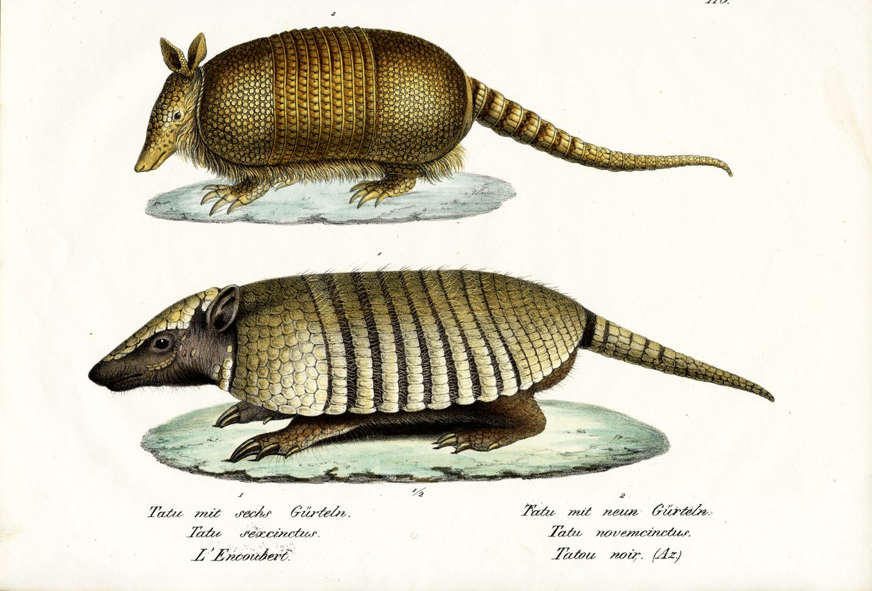 ವಿವಿಧ ರೀತಿಯ ಅರ್ಮಡಿಲೋಸ್, 1824 ಟರ್ಕ್ by Karl Joseph Brodtmann