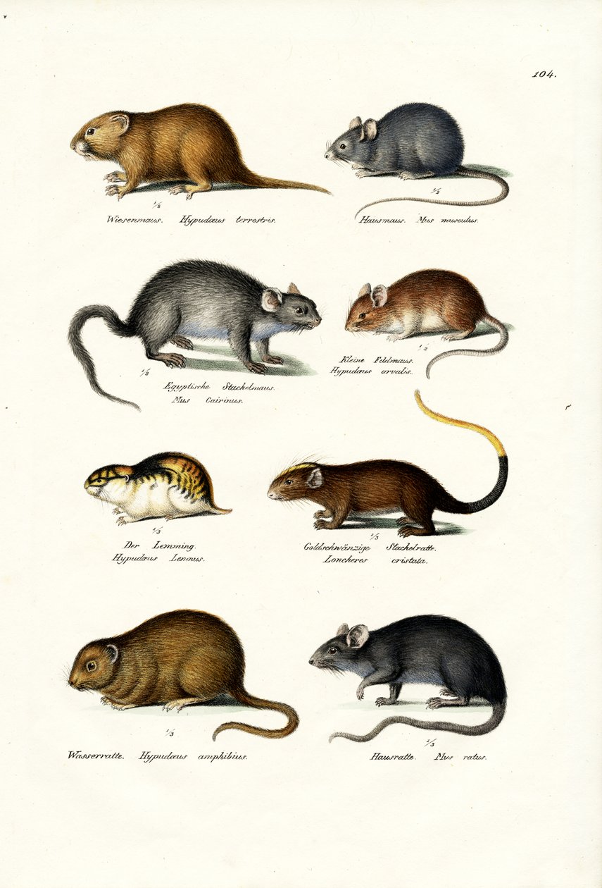 ವಿವಿಧ ರೀತಿಯ ಇಲಿಗಳು, 1824 ಟರ್ಕ್ by Karl Joseph Brodtmann
