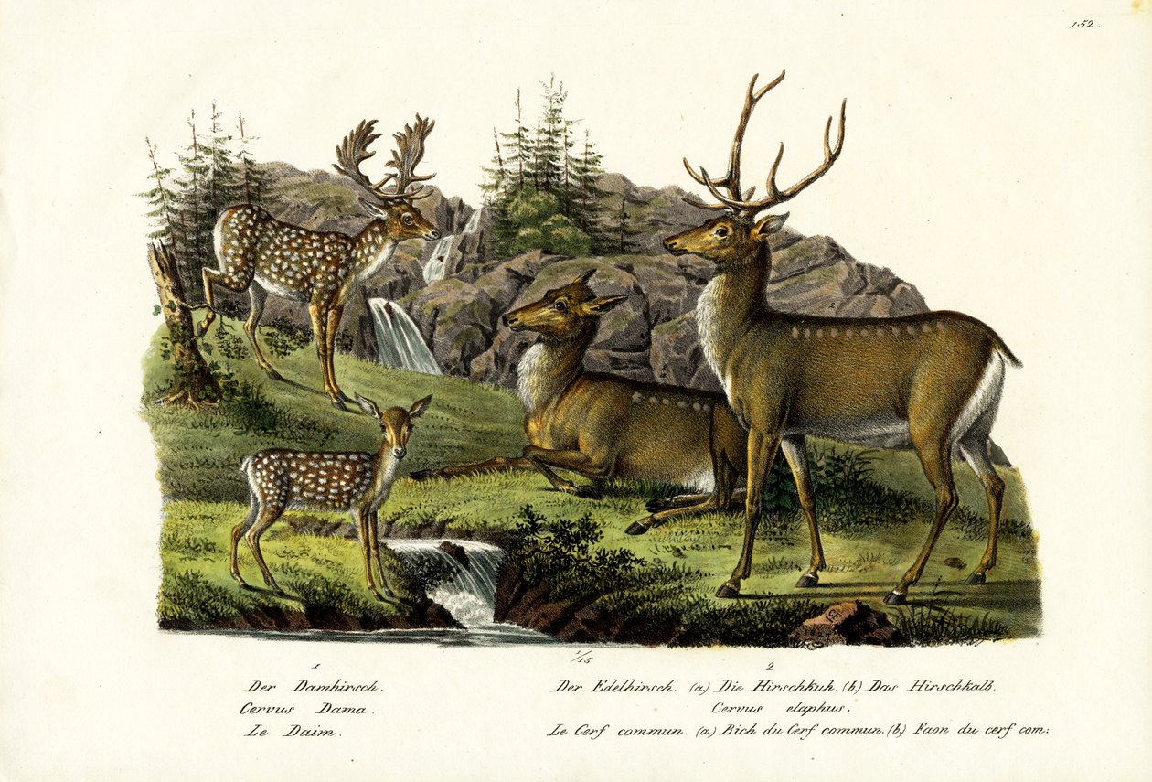 Alageyik, 1824 by Karl Joseph Brodtmann