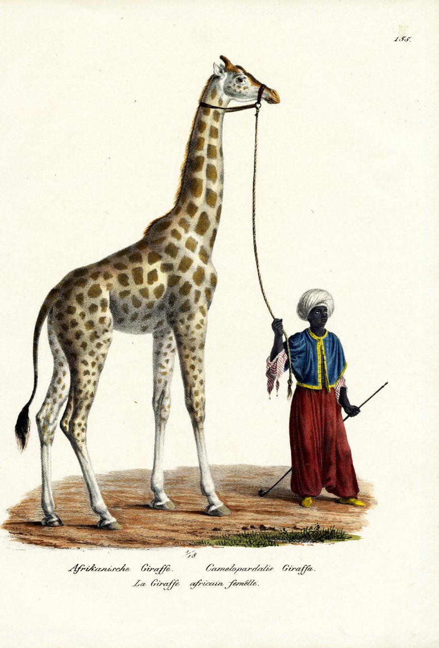 ಜಿರಾಫೆ, 1824 ಟರ್ಕಿ by Karl Joseph Brodtmann