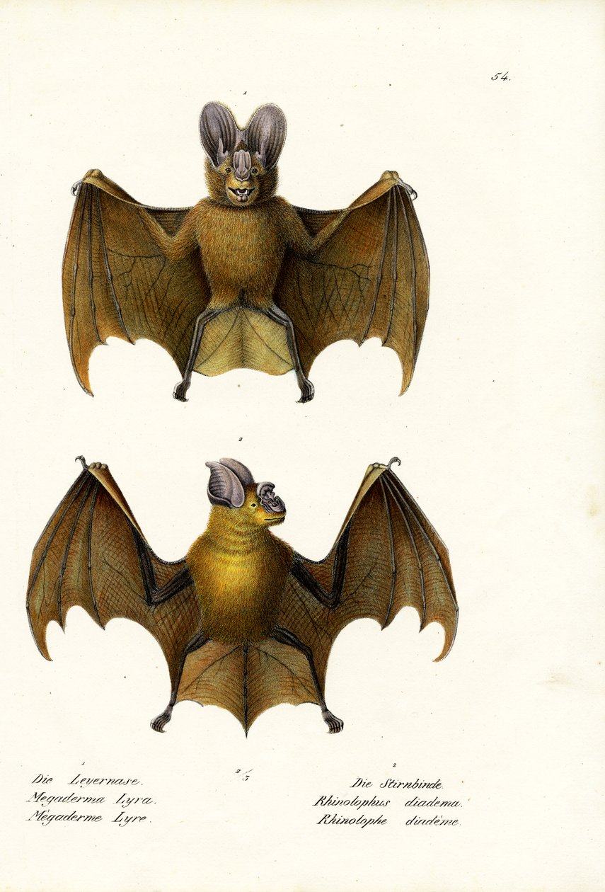 ಗ್ರೇಟರ್ ಫಾಲ್ಸ್ ವ್ಯಾಂಪೈರ್ ಬ್ಯಾಟ್, 1824 ಟರ್ಕ್ by Karl Joseph Brodtmann