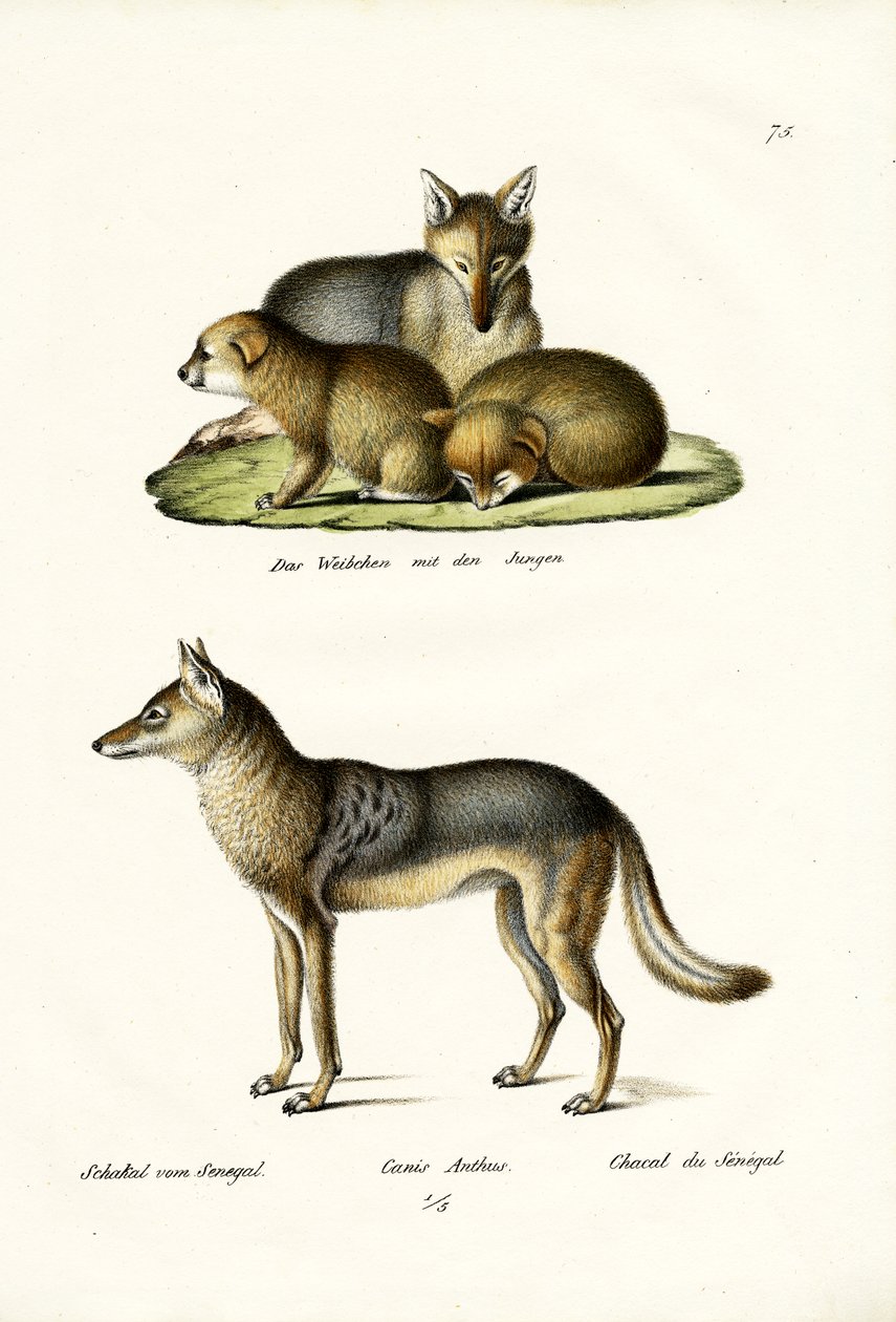 ಜಾಕಲ್, 1824 ಟರ್ಕಿ by Karl Joseph Brodtmann