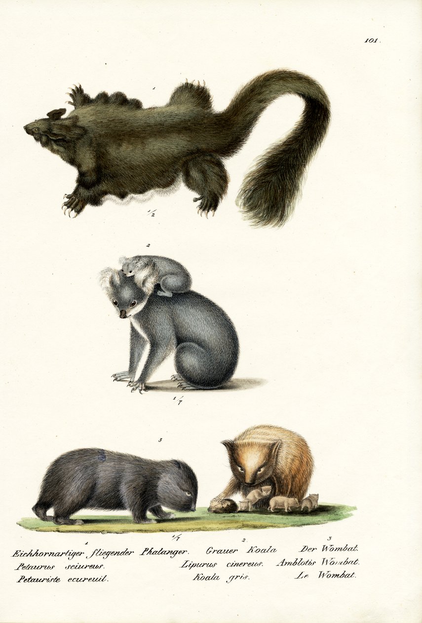 ಫಲಂಗರ್, 1824 ಟರ್ಕ್ by Karl Joseph Brodtmann