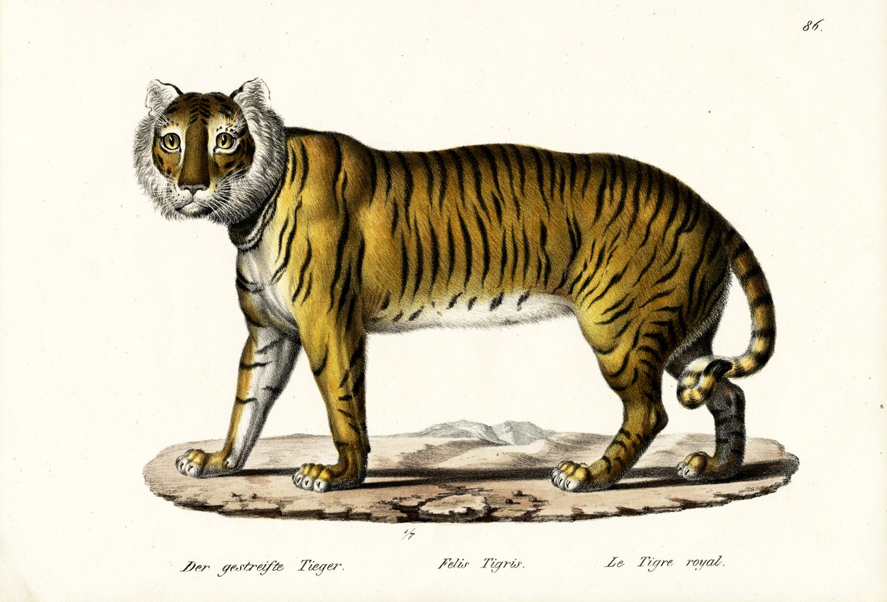 ರಾಯಲ್ ಟೈಗರ್, 1824 ಟರ್ಕಿ by Karl Joseph Brodtmann