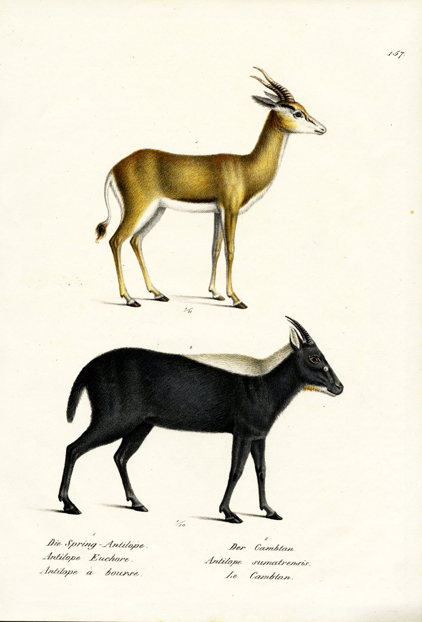Springbuck, 1824 by Karl Joseph Brodtmann