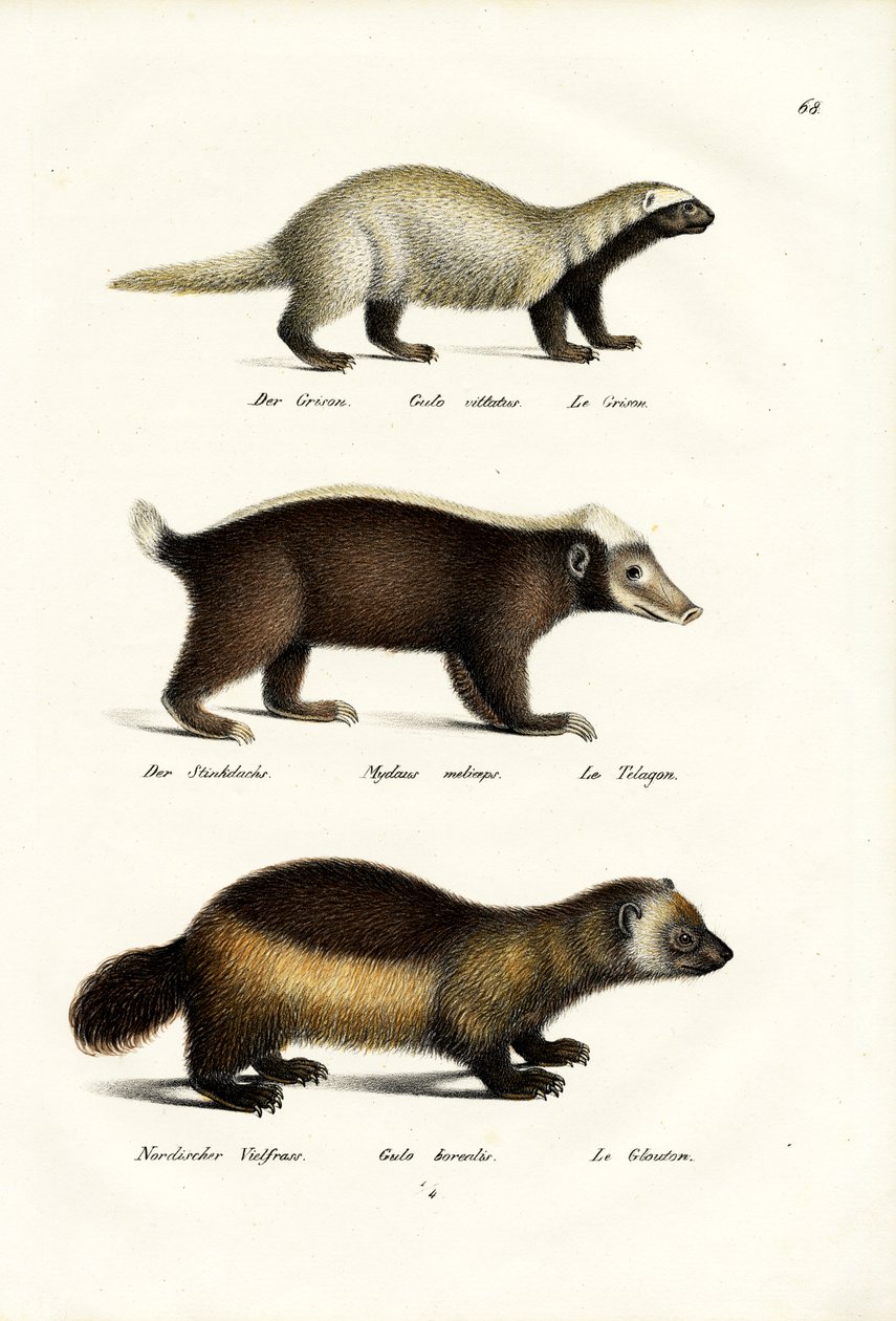 ವೊಲ್ವೆರಿನ್, 1824 ಟರ್ಕಿ by Karl Joseph Brodtmann