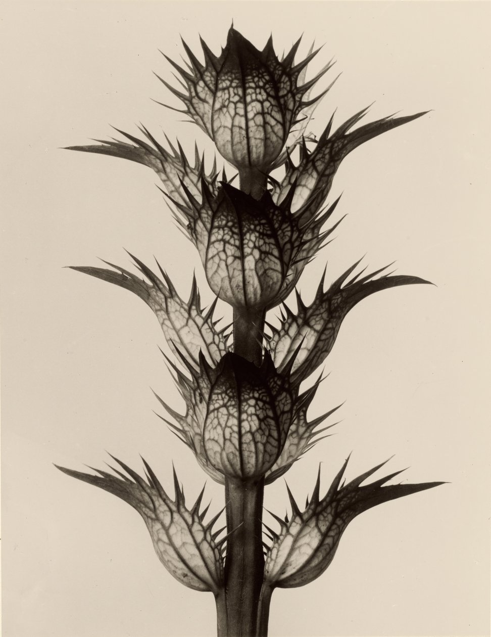  by Karl Blossfeldt