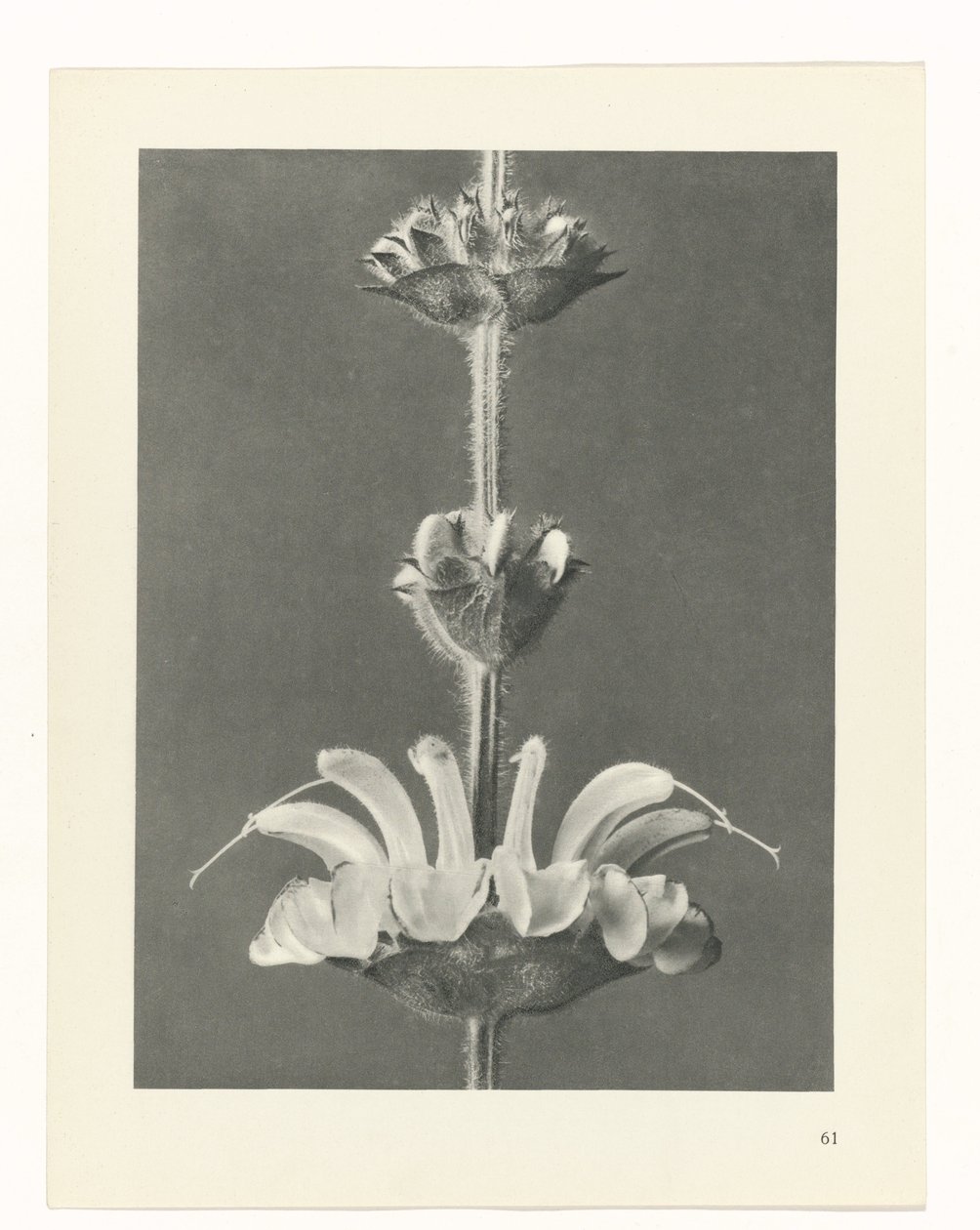 plan çalışması Sanat Arketipleri (dizi başlığı) by Karl Blossfeldt