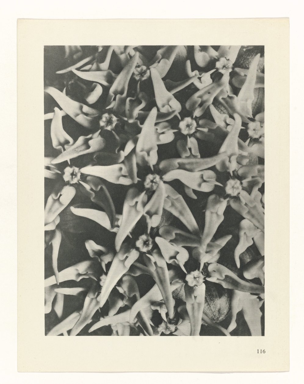 plan çalışması Sanat Arketipleri (dizi başlığı) by Karl Blossfeldt
