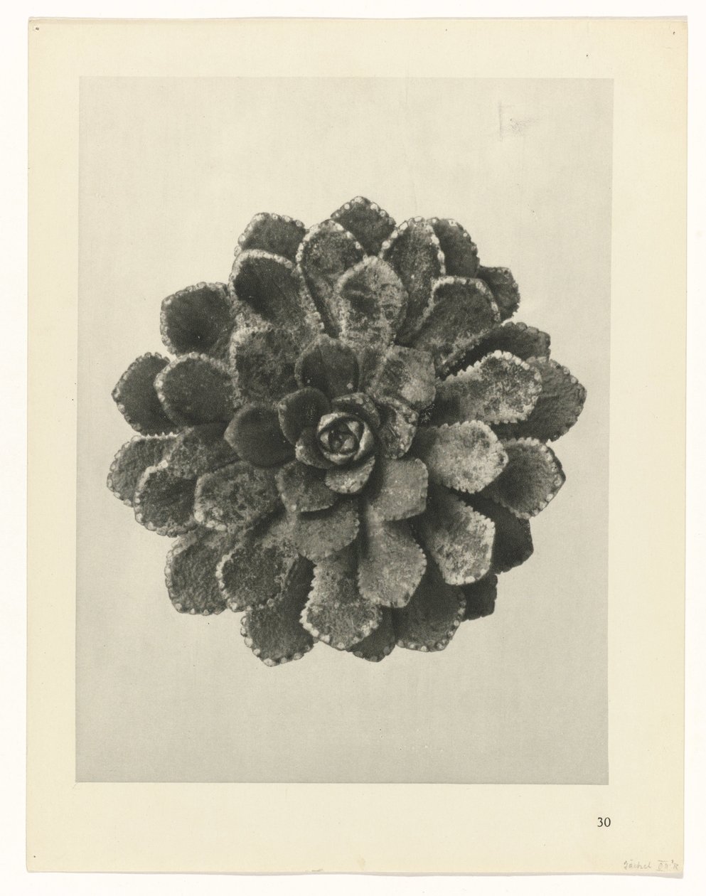 plan çalışması Sanat Arketipleri (dizi başlığı) by Karl Blossfeldt