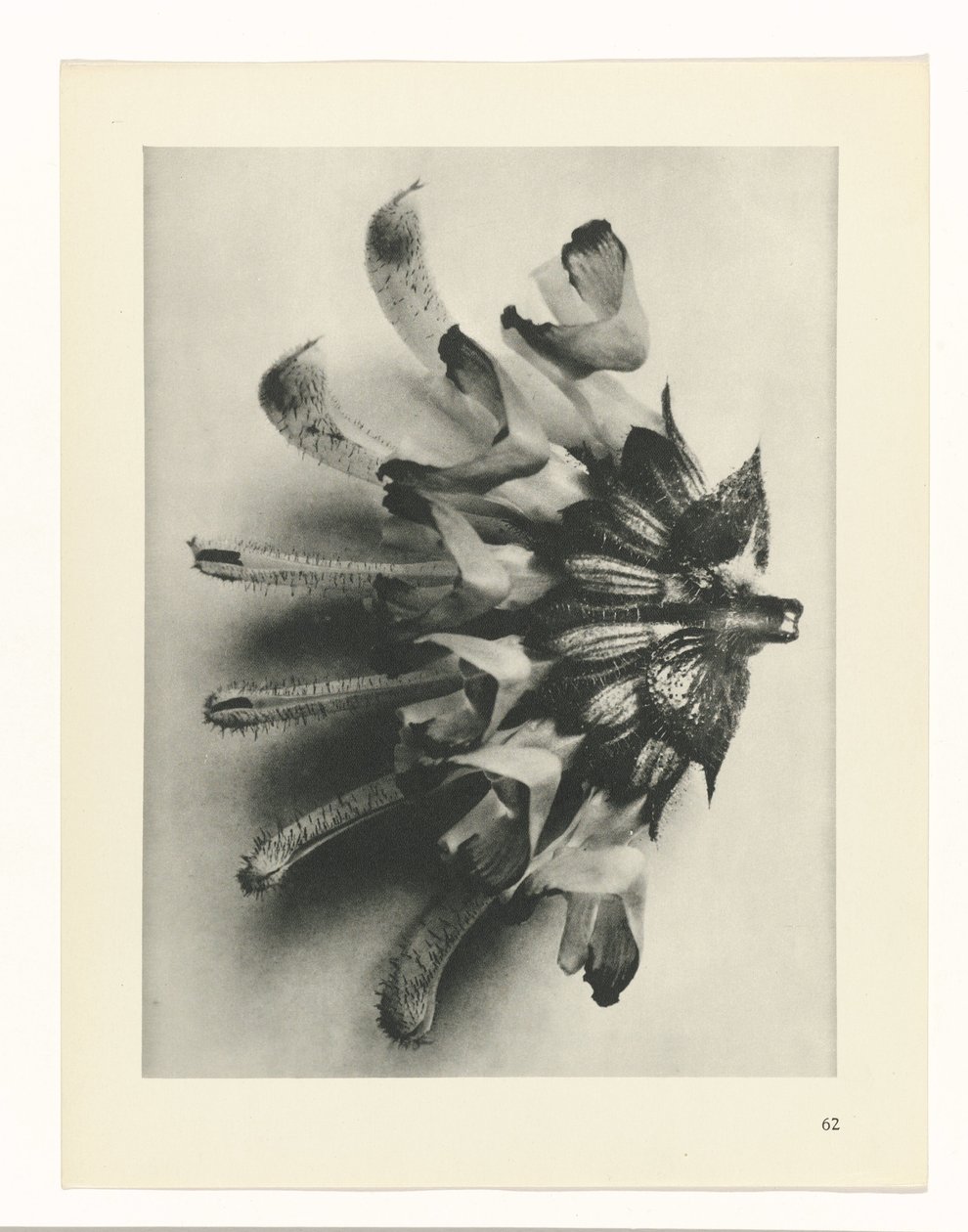 plan çalışması Sanat Arketipleri (dizi başlığı) by Karl Blossfeldt