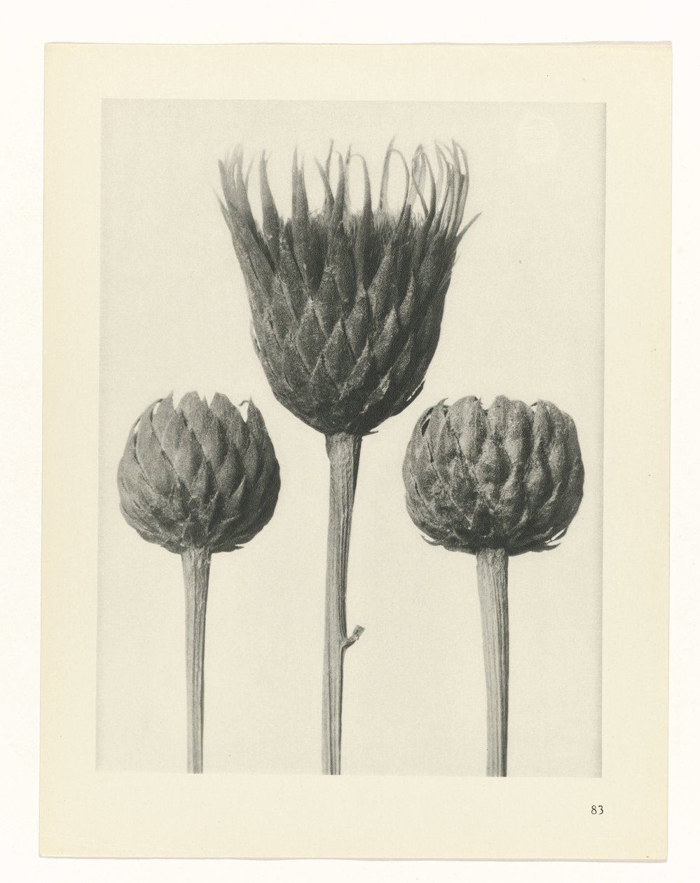 plan çalışması Sanat Arketipleri (dizi başlığı) by Karl Blossfeldt