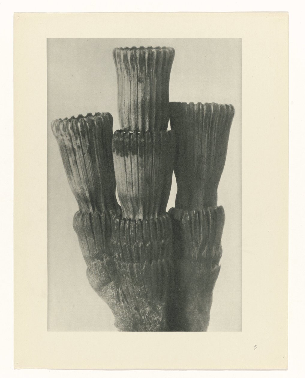 plan çalışması Sanat Arketipleri (dizi başlığı) by Karl Blossfeldt