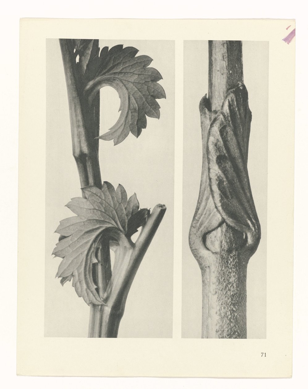 plan çalışması Sanat Arketipleri (dizi başlığı) by Karl Blossfeldt