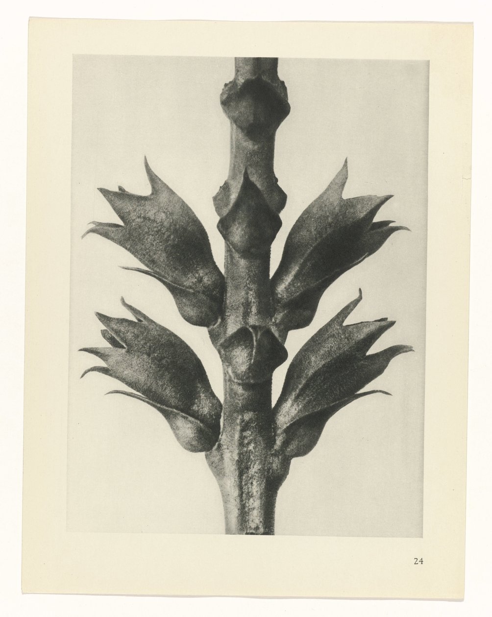 plan çalışması Sanat Arketipleri (dizi başlığı) by Karl Blossfeldt
