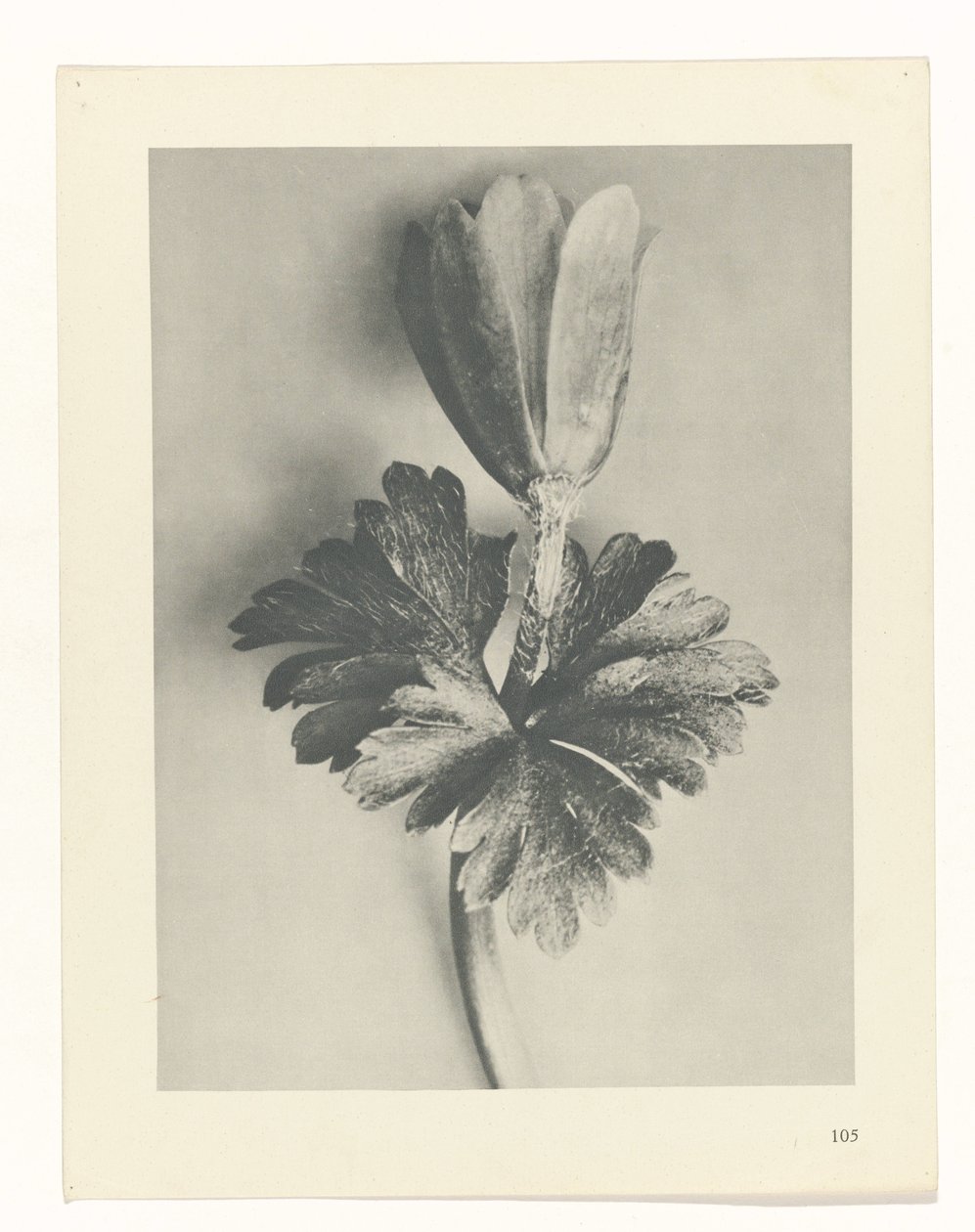 plan çalışması Sanat Arketipleri (dizi başlığı) by Karl Blossfeldt