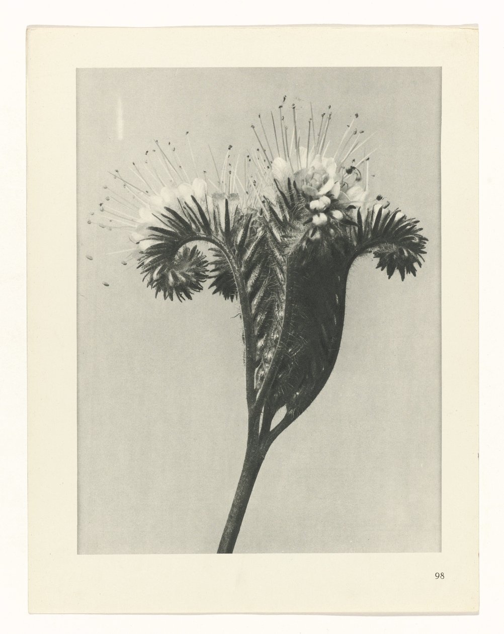 plan çalışması Sanat Arketipleri (dizi başlığı) by Karl Blossfeldt