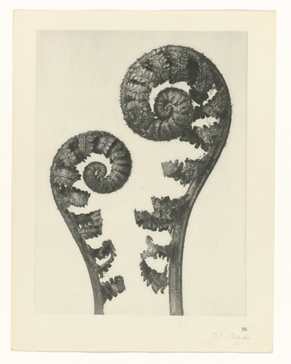 plan çalışması Sanat Arketipleri (dizi başlığı) by Karl Blossfeldt