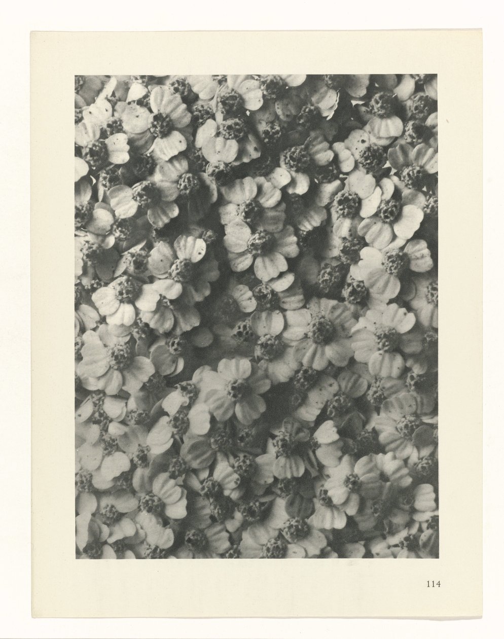 plan çalışması Sanat Arketipleri (dizi başlığı) by Karl Blossfeldt