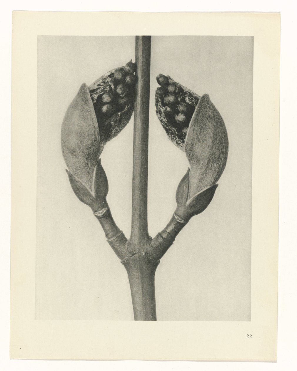 plan çalışması Sanat Arketipleri (dizi başlığı) by Karl Blossfeldt