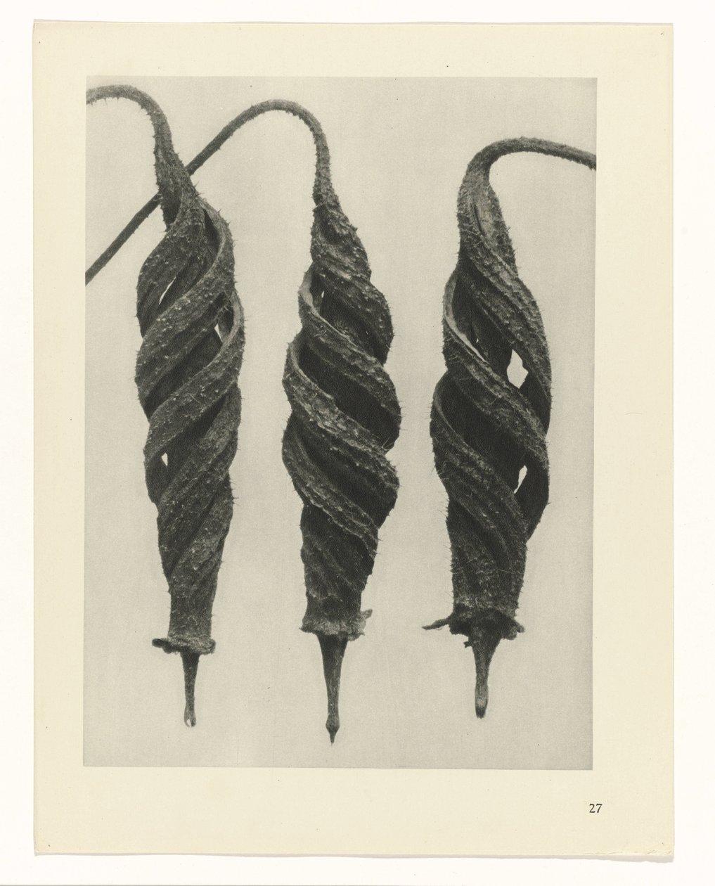 plan çalışması Sanat Arketipleri (dizi başlığı) by Karl Blossfeldt