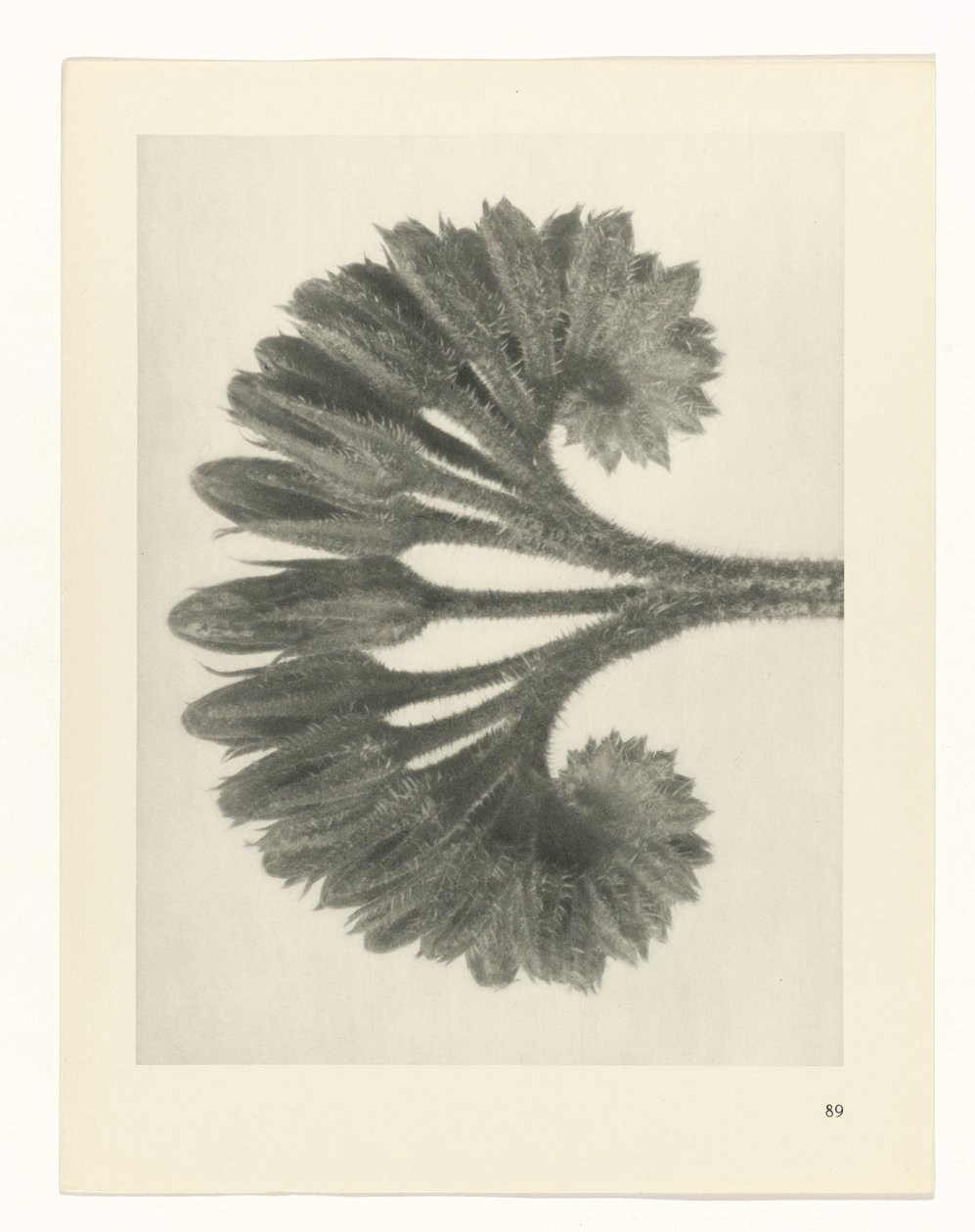 plan çalışması Sanat Arketipleri (dizi başlığı) by Karl Blossfeldt