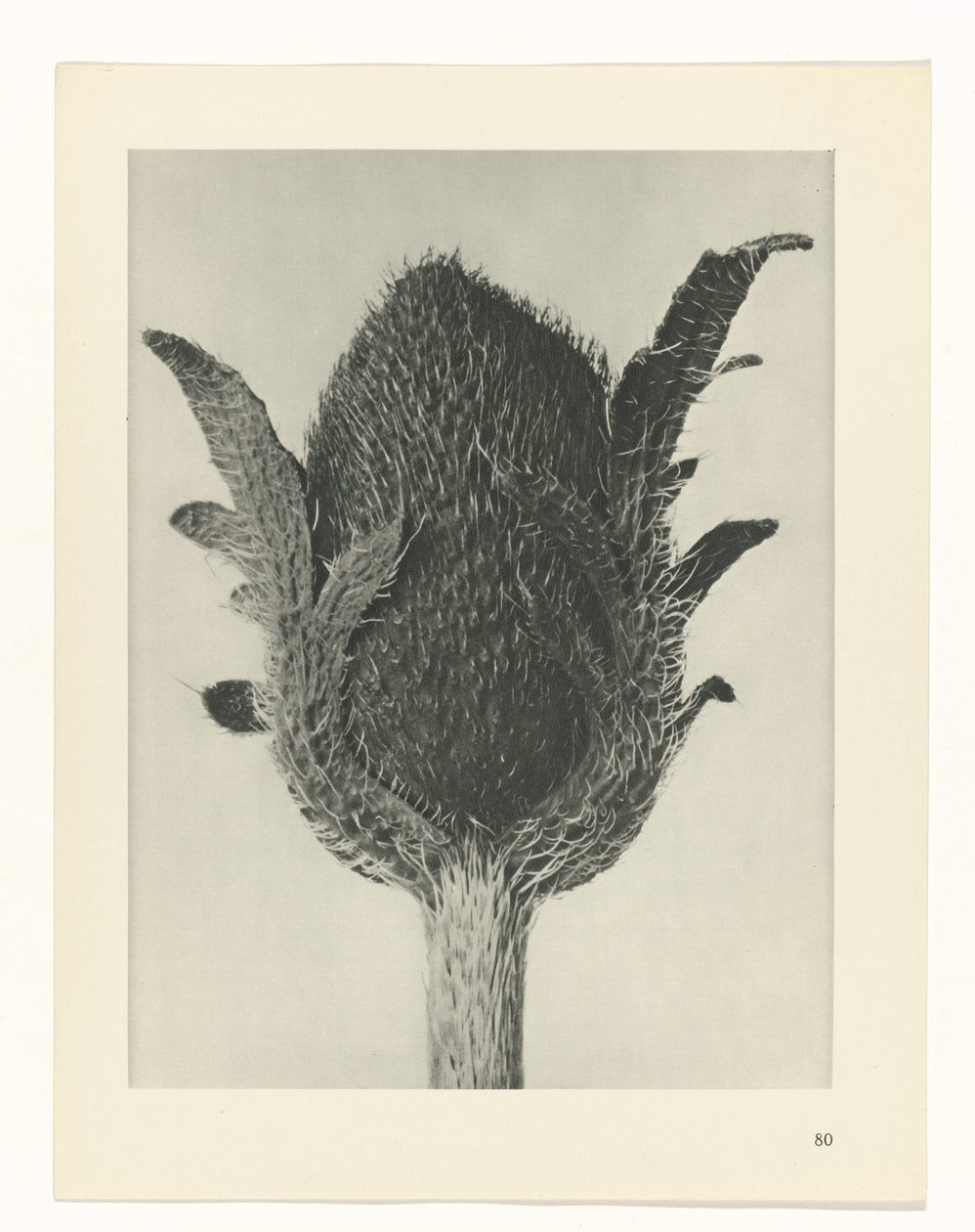 plan çalışması Sanat Arketipleri (dizi başlığı) by Karl Blossfeldt