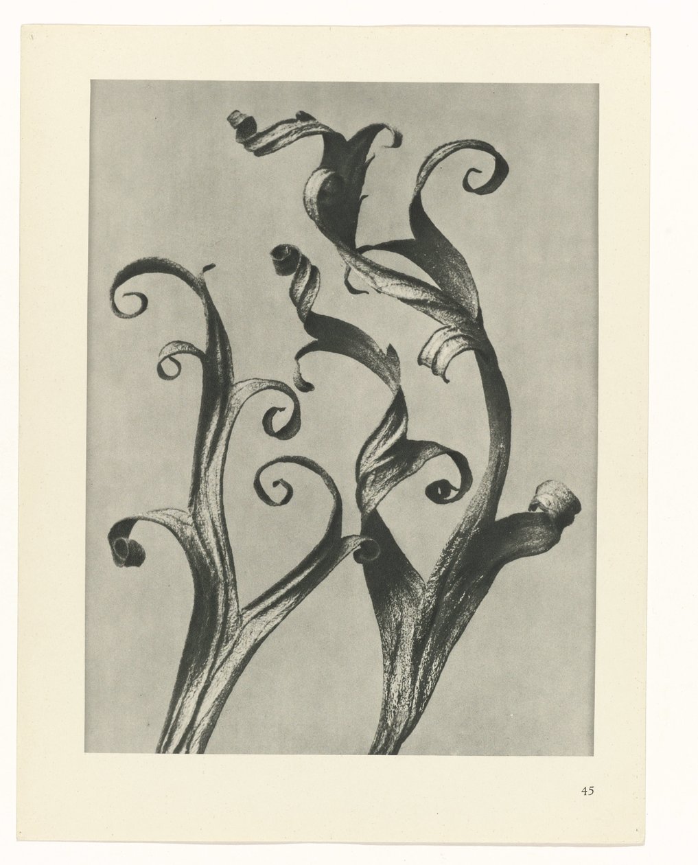 plan çalışması Sanat Arketipleri (dizi başlığı) by Karl Blossfeldt