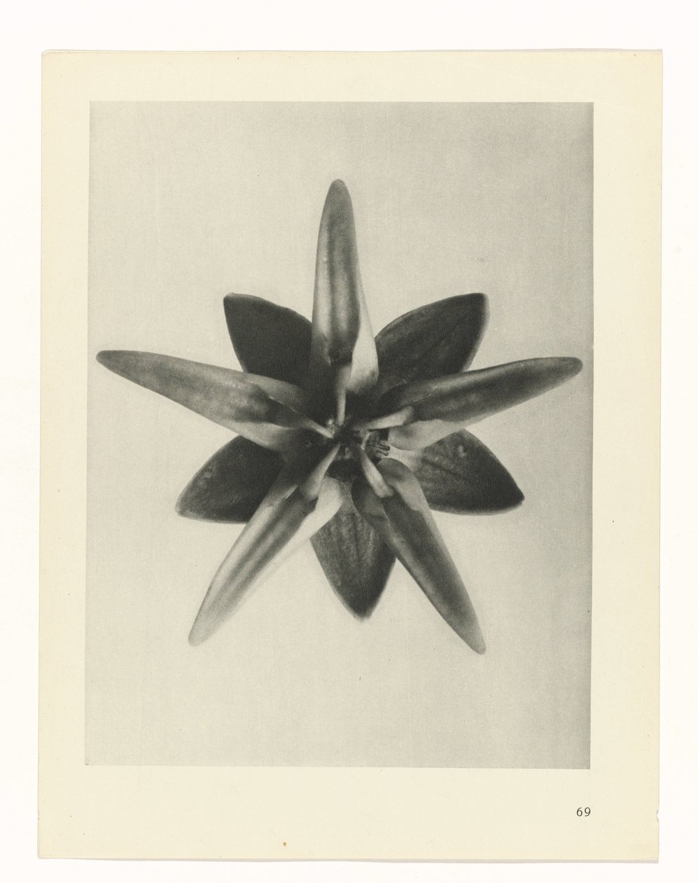 plan çalışması Sanat Arketipleri (dizi başlığı) by Karl Blossfeldt