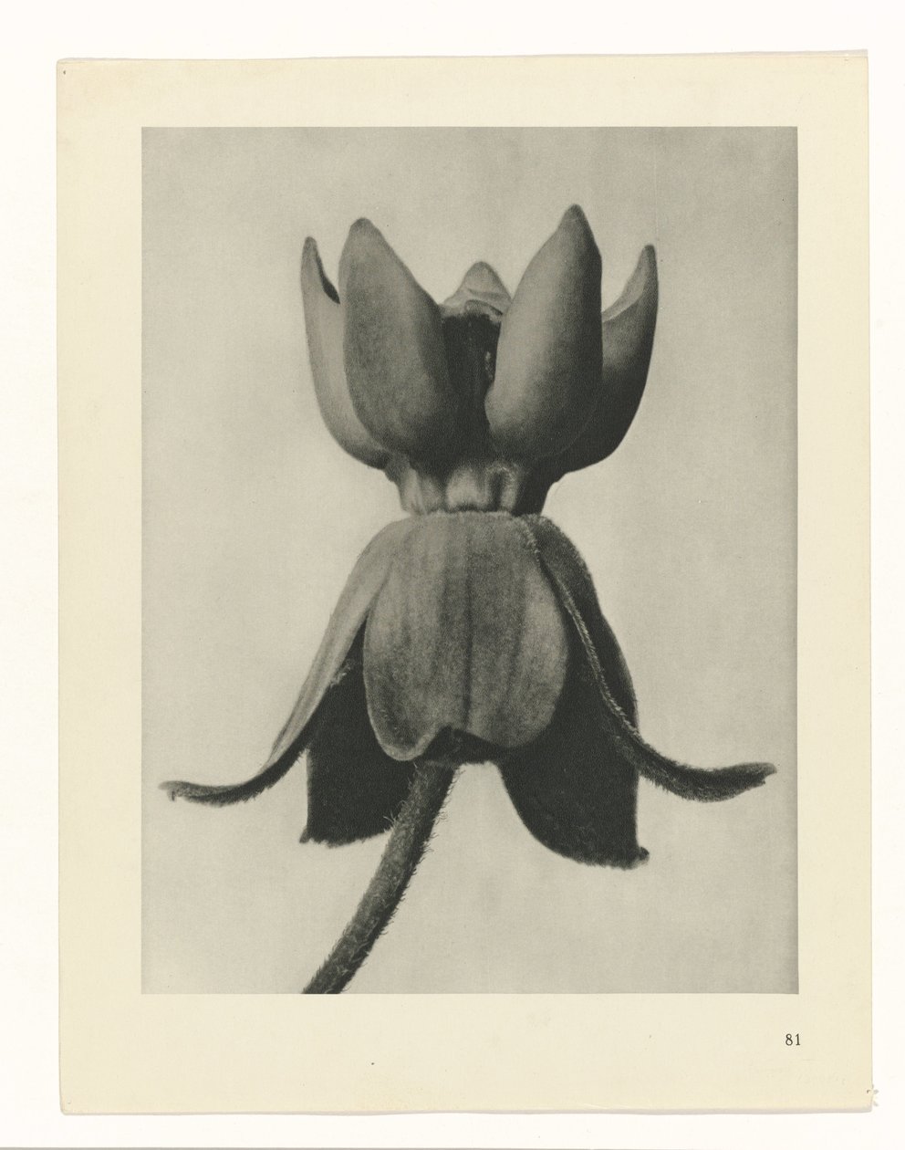 plan çalışması Sanat Arketipleri (dizi başlığı) by Karl Blossfeldt